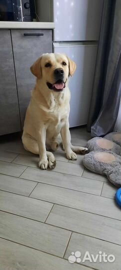 Лабрадор вязка