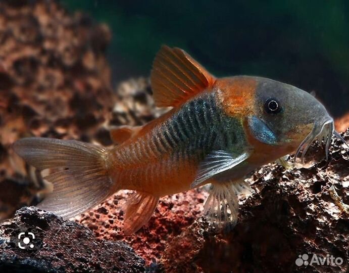 Барбус вишневый, коридорас оранж