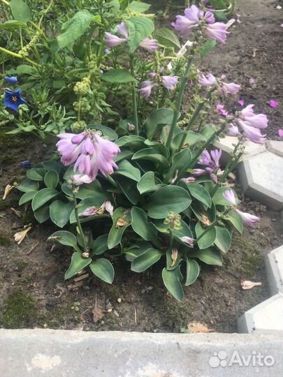 Хоста карликовая 