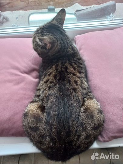 Кошка породистая