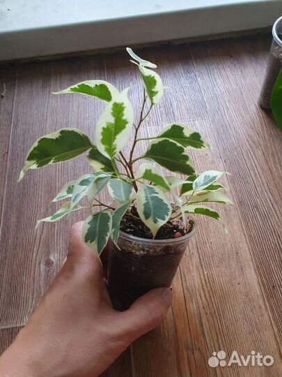 Фикус старлайт