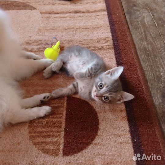 Шотландская