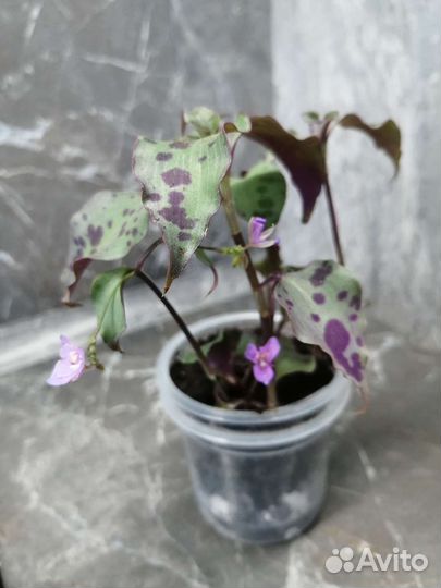 Традесканции разные