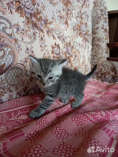 Отдадим котят в хорошие руки от умной кошки