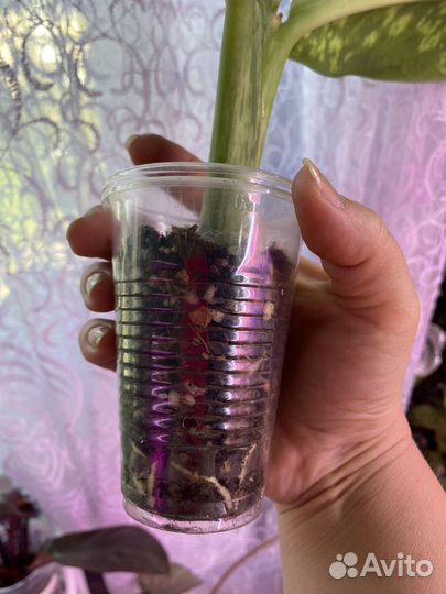 Диффенбахия Кроун