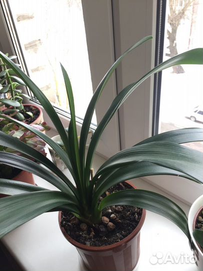 Цветы Кливия