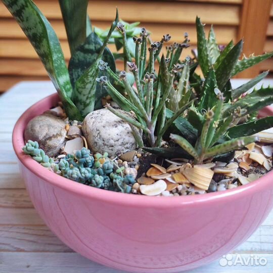 Минисадики из суккулентов