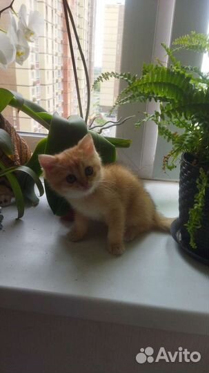 Котик золотой Шотландский тикированный