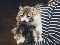Сибирская кошка Сирень из приюта бесплатно