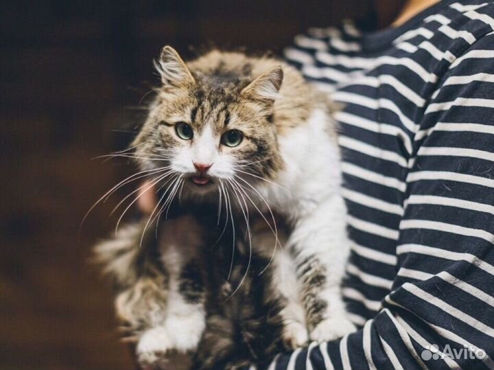 Сибирская кошка Сирень из приюта бесплатно