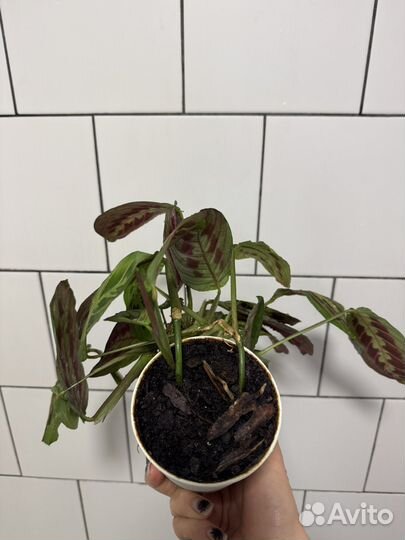 Маранта триколор