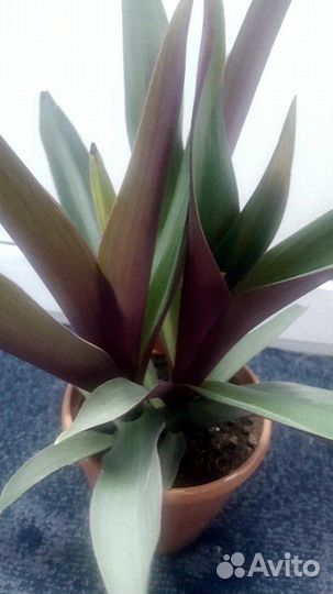 Цветы комнатные