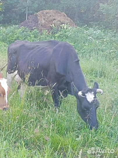 Продам 1 корову и нетель