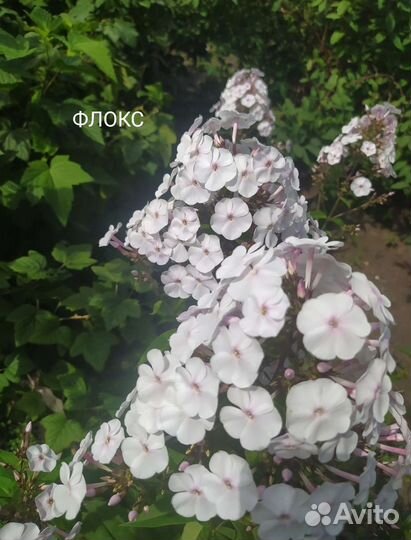 Многолетние садовые цветы