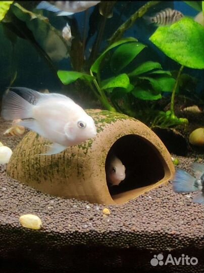 Сапфировый попугай, аквариум 20л., Цихлиды