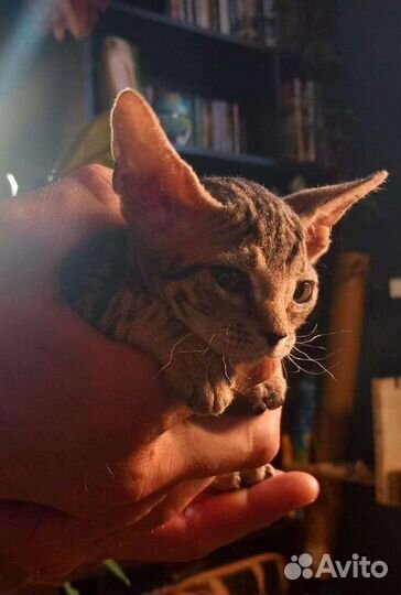 Донской сфинкс