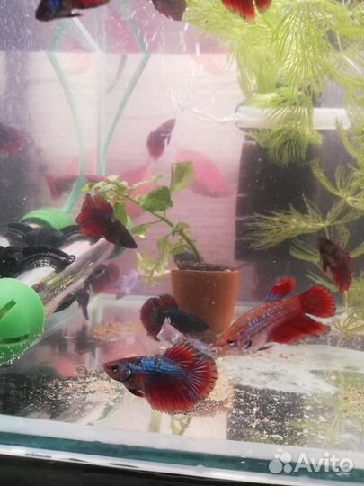Аквариумные рыбки петушок