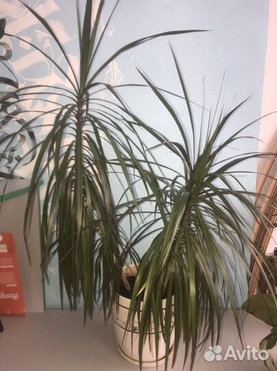 Цветы Спатифиллум, драцена, замиокулькас