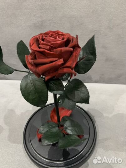 Вечная роза в колбе 27см