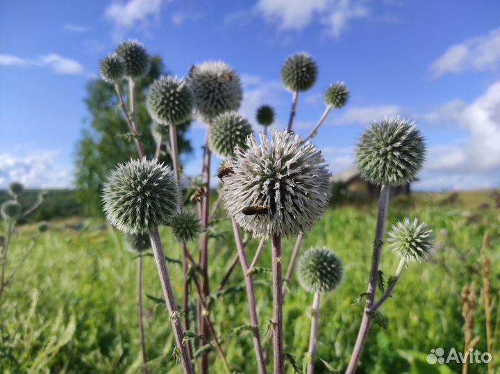 Семена мордовника