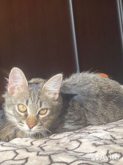 Кот подросток