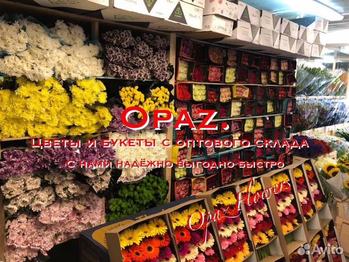 Розы Эквадор 101 51 25 15роз Бесплатная доставка