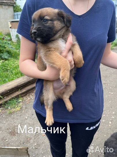 Собака в добрые руки отдам бесплатно