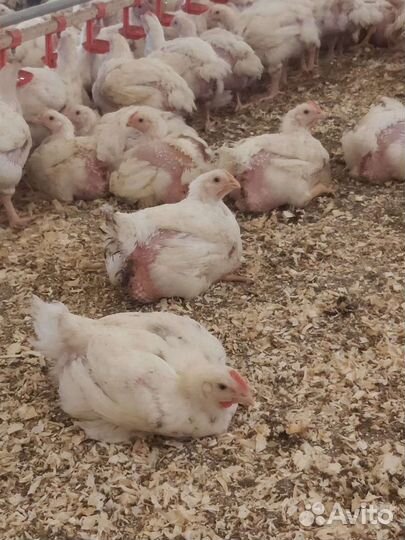 Цыплята бройлеры кобб 500
