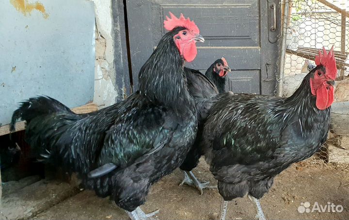 Петухи Джерсийский гигант