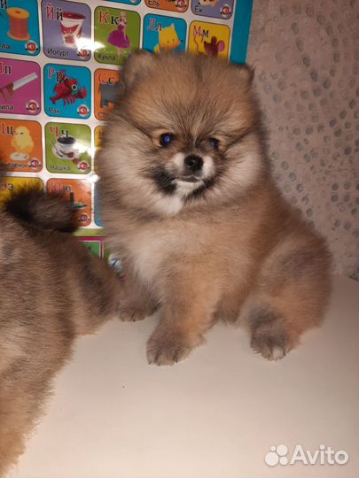 Немецкий шпиц