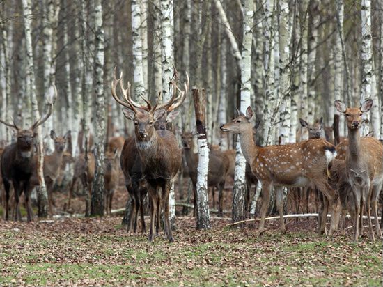 Участок 333,2 га (СНТ, ДНП)