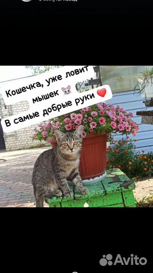 Котята в добрые руки