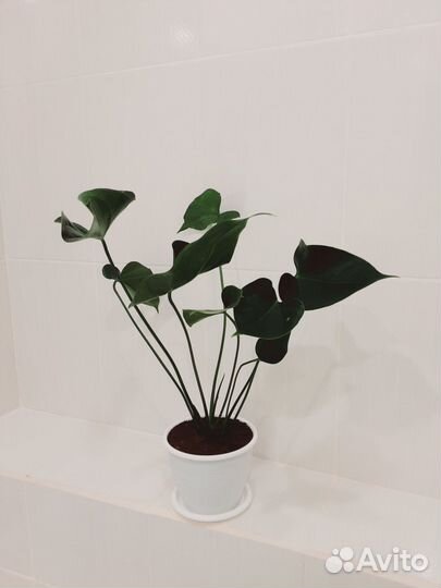 Антуриум Ягуар грин