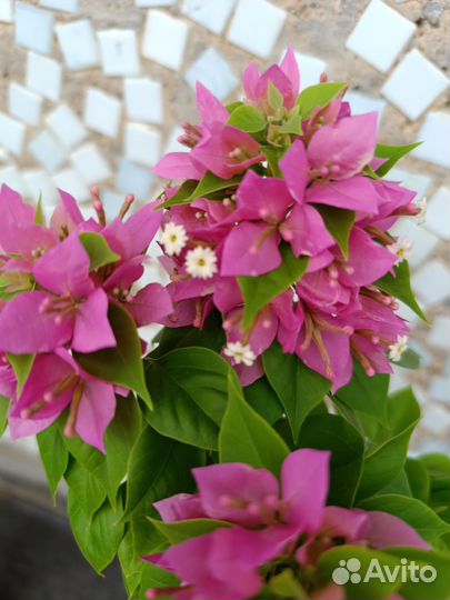 Бугенвиллия почтой