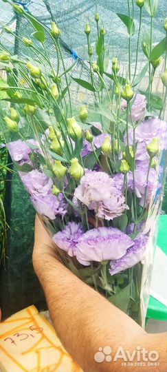 Цветы эустома