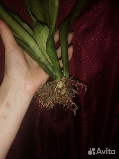 Сансевиерия муншайн