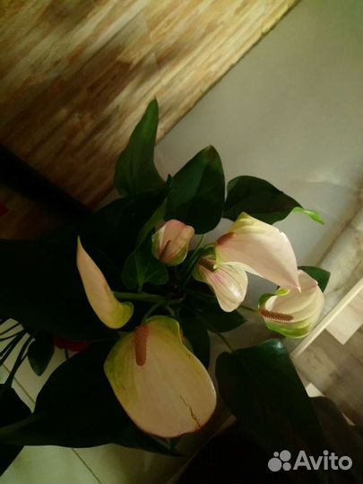 Антуриум Экзота