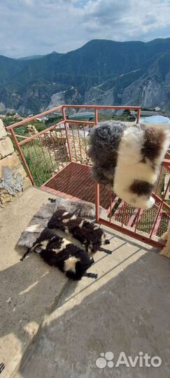 Пояс Овчина