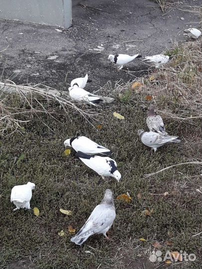 Бойные голуби