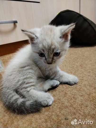 Кошки