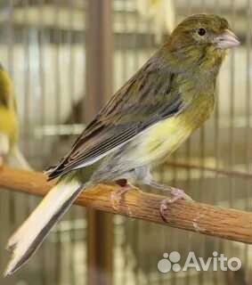 Кенар, канарейка