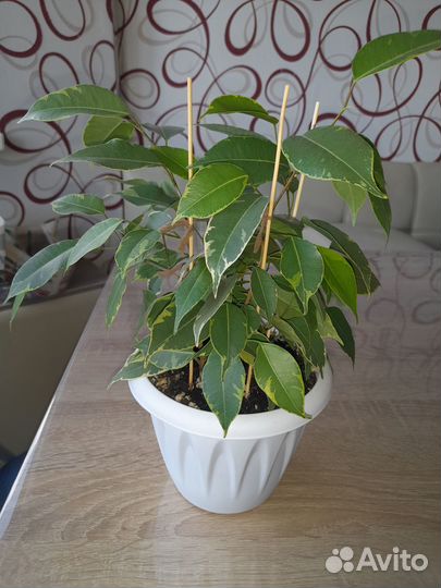 Фикус пестролистный