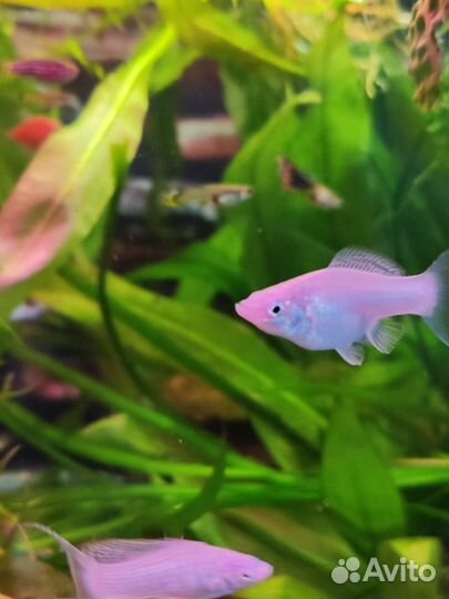 Аквариумные рыбки и креветки