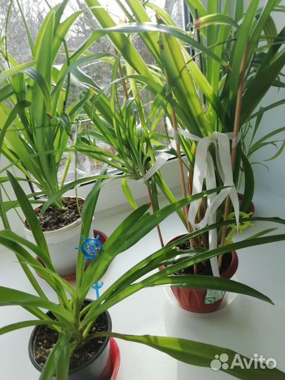 Хлорофитум