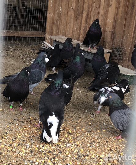 Голуби Николаевские