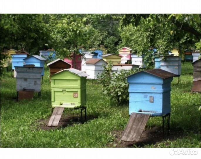 Ульи с пчелами