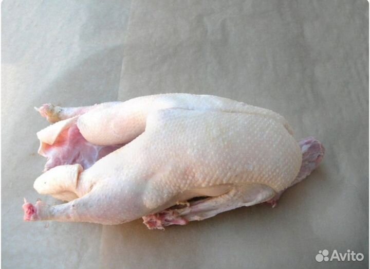 Гусь домашняя мясо