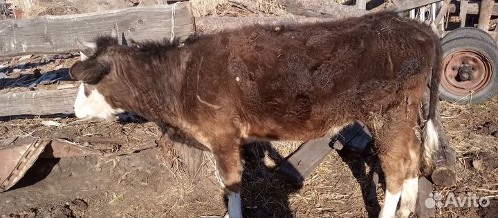 Продажа скота