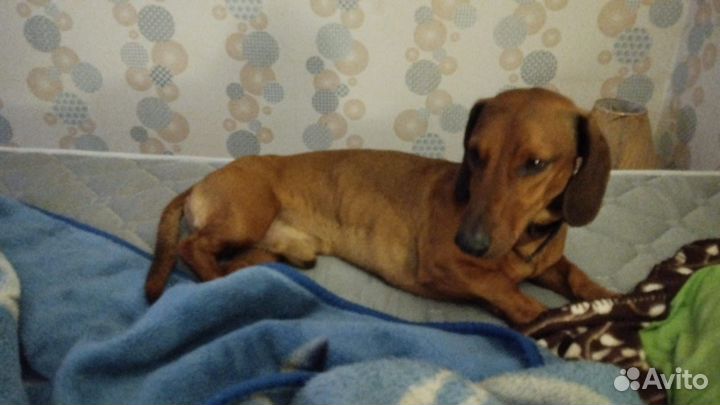 Собака в добрые руки отдам бесплатно