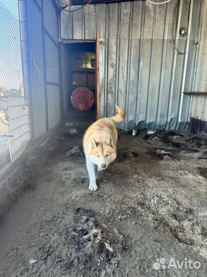 Сибирский хаски